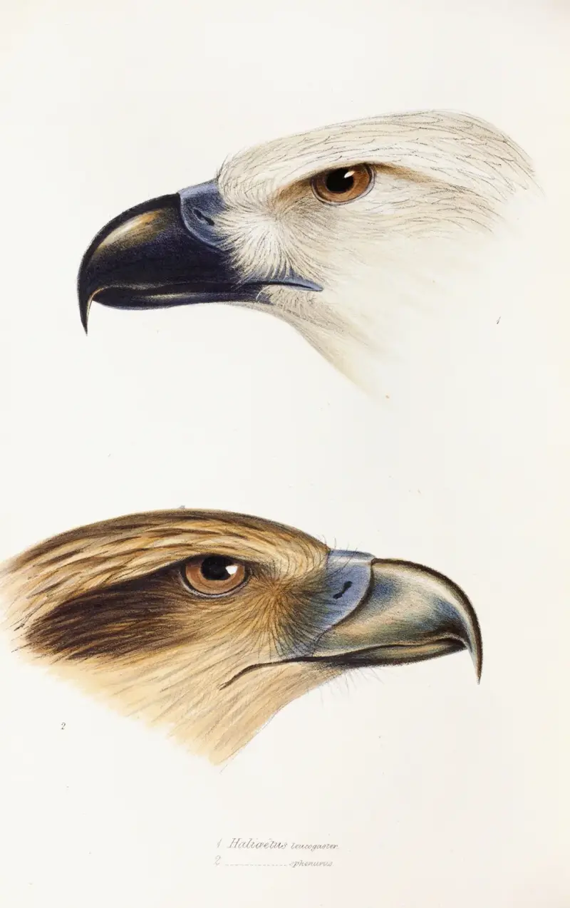 Eine Übersicht der Vögel Australiens und der angrenzenden Inseln, Tafel 39 von Elizabeth Gould