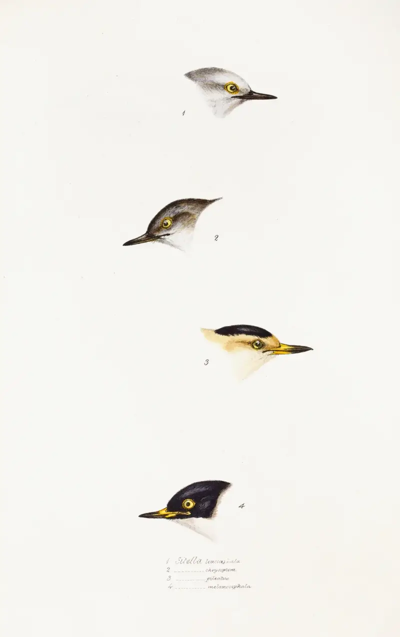 Eine Übersicht der Vögel Australiens und der angrenzenden Inseln, Taf. 68 von Elizabeth Gould