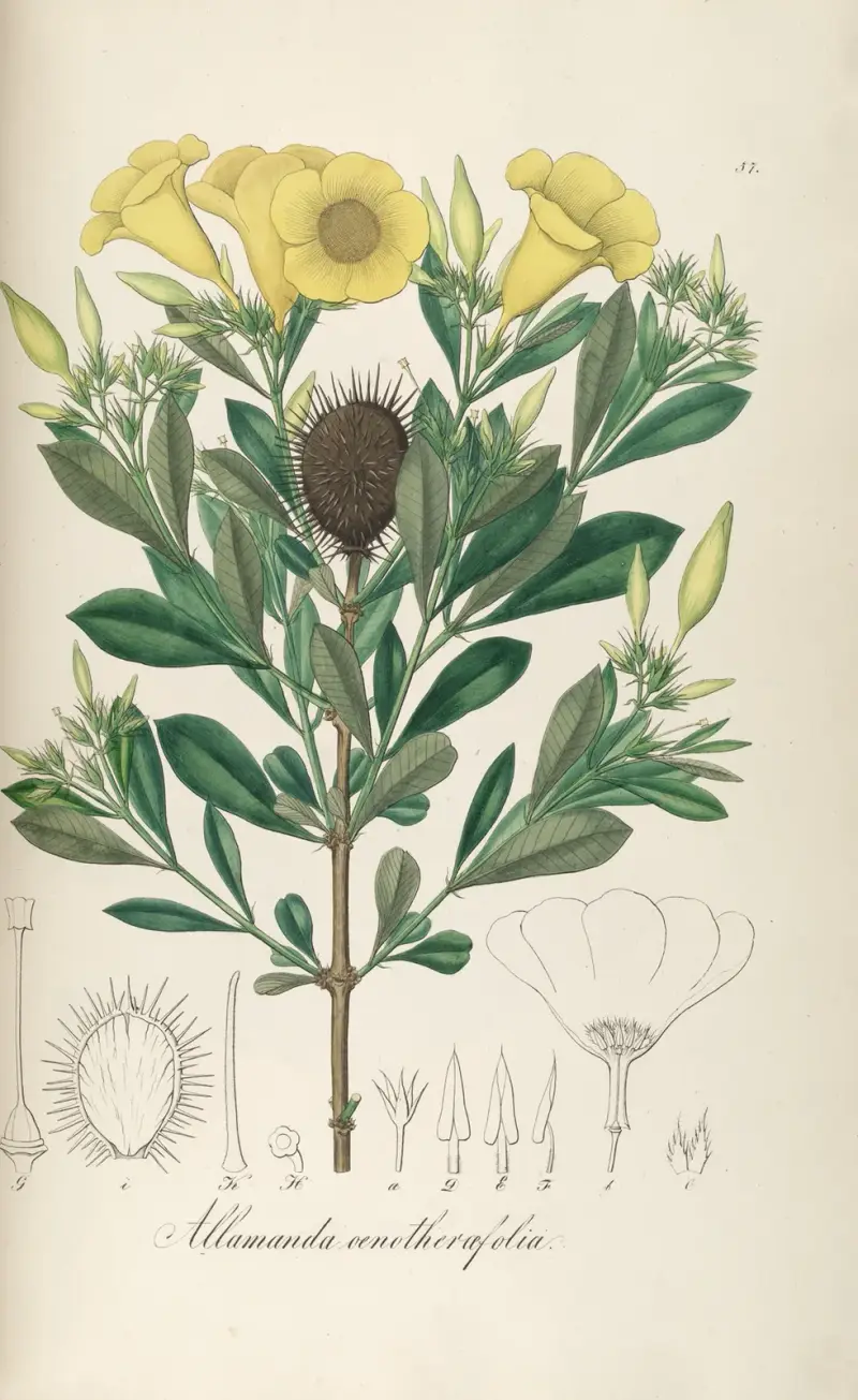 Allamanda oenotherifolia av Johann Baptist Emanuel Pohl