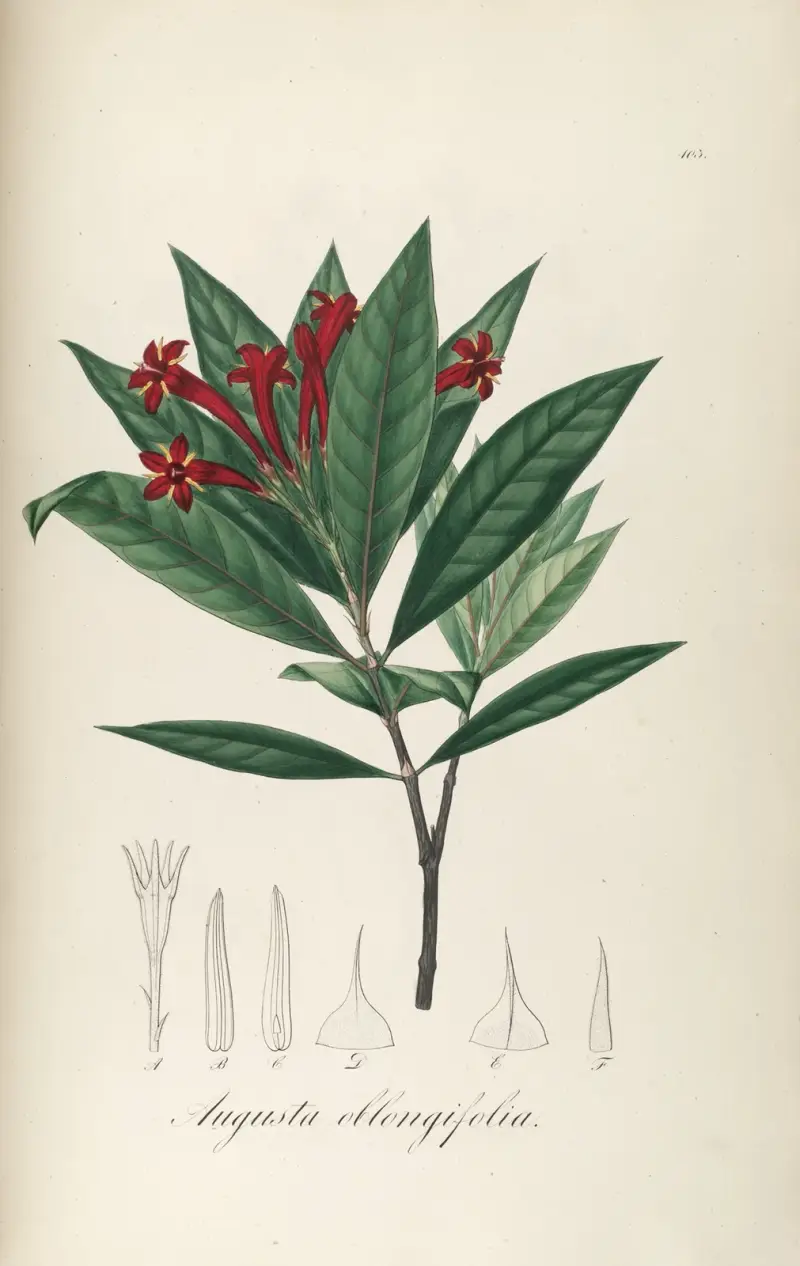 Augusta oblongifolia, Johann Baptist Emanuel Pohl