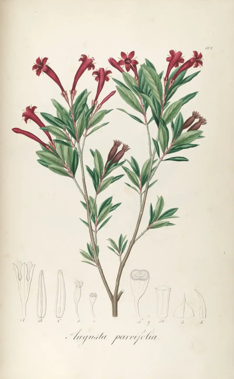 Augusta parvifolia, Johann Baptist Emanuel Pohl