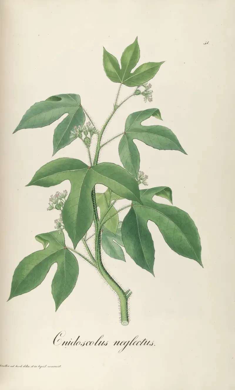 Cnidoscolus neglectus, Johann Baptist Emanuel Pohl
