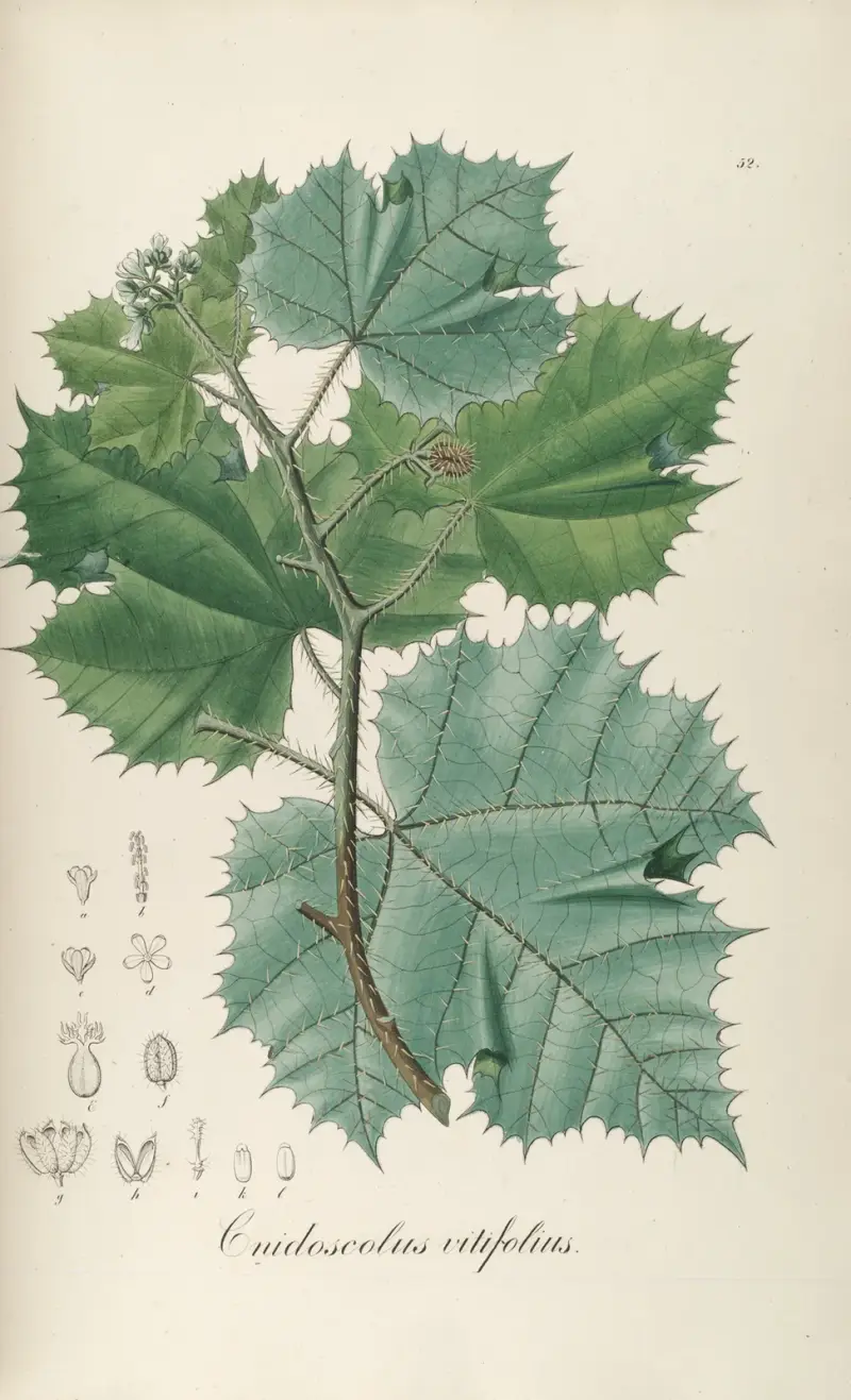 Cnidoscolus vitifolius, Johann Baptist Emanuel Pohl