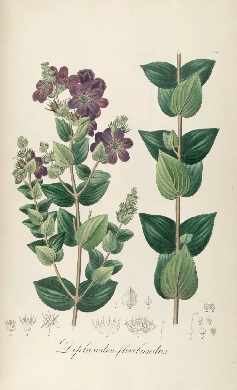 Diplusodon floribundus, Johann Baptist Emanuel Pohl