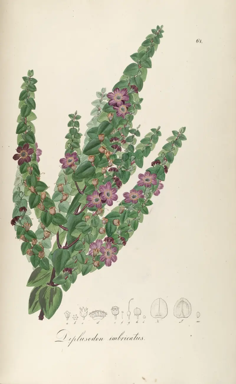 Diplusodon imbricatus, Johann Baptist Emanuel Pohl