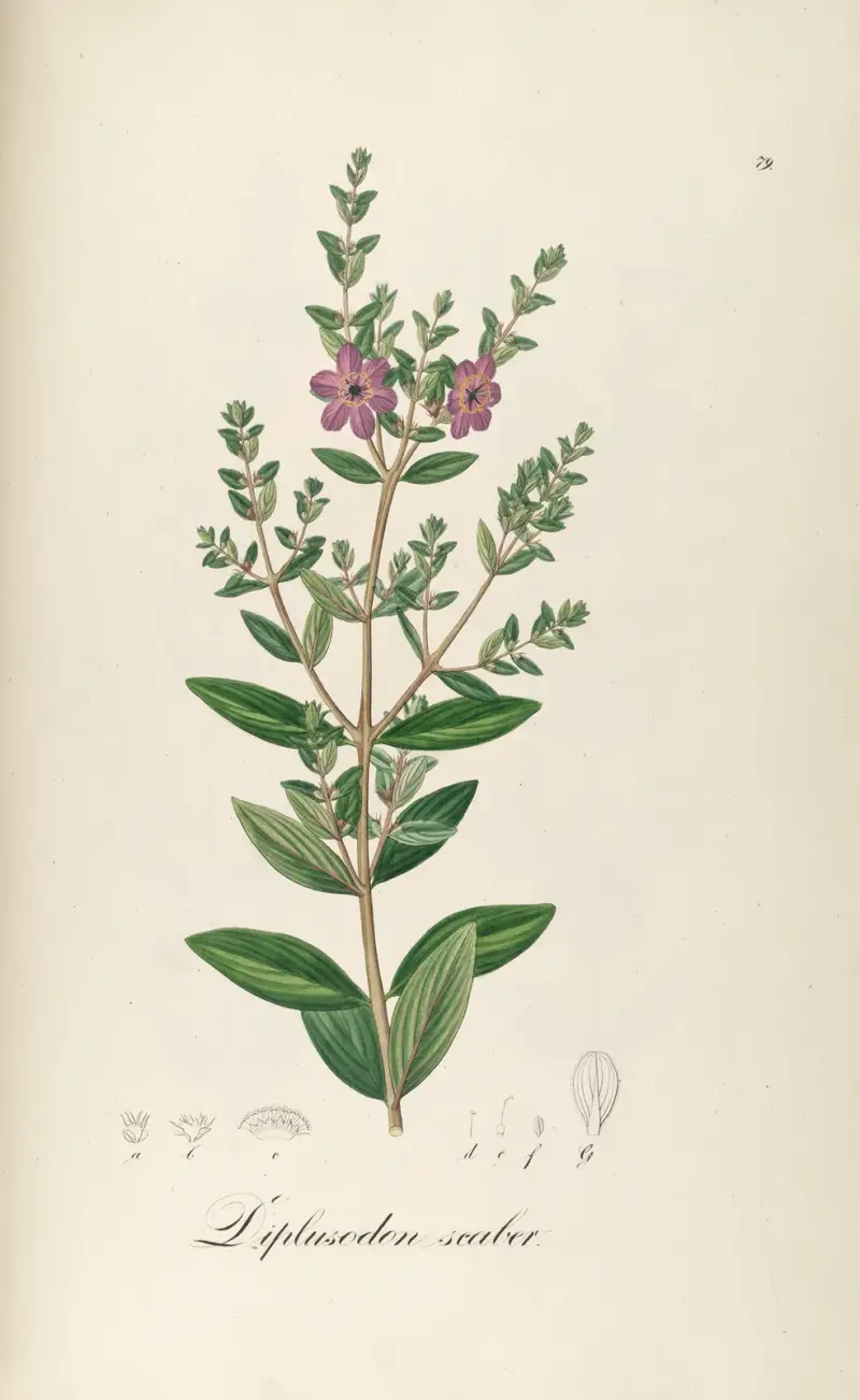 Diplusodon scaber, Johann Baptist Emanuel Pohl