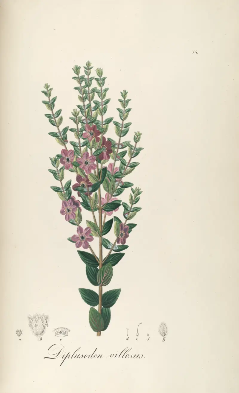 Diplusodon villosus, Johann Baptist Emanuel Pohl