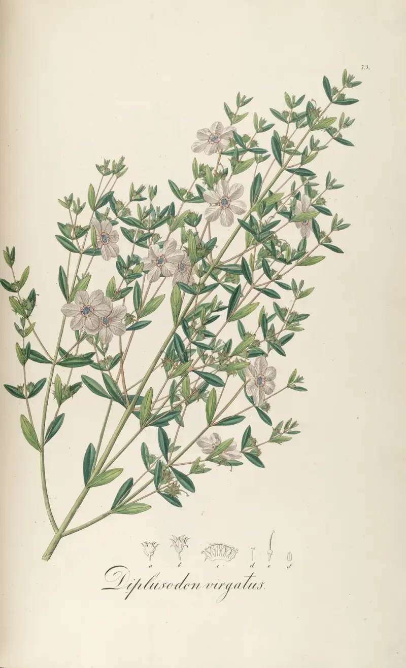 Diplusodon virgatus, Johann Baptist Emanuel Pohl