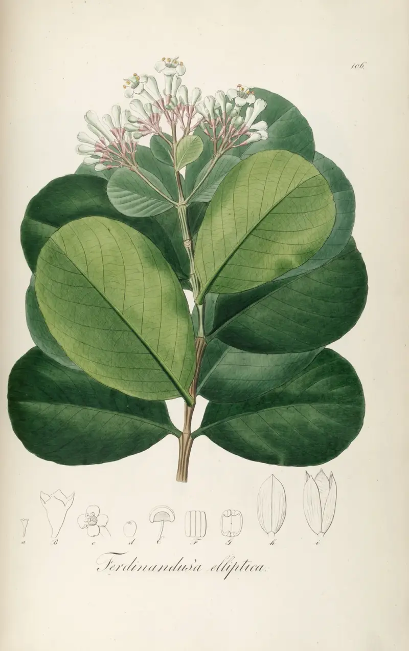 Ferdinandusa elliptica, Johann Baptist Emanuel Pohl