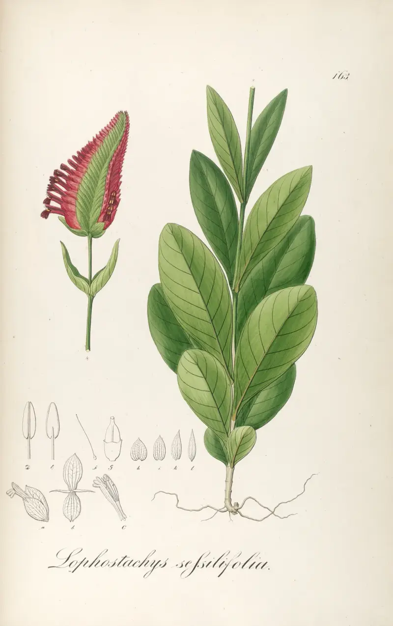 Lophostachys sessiliflora av Johann Baptist Emanuel Pohl