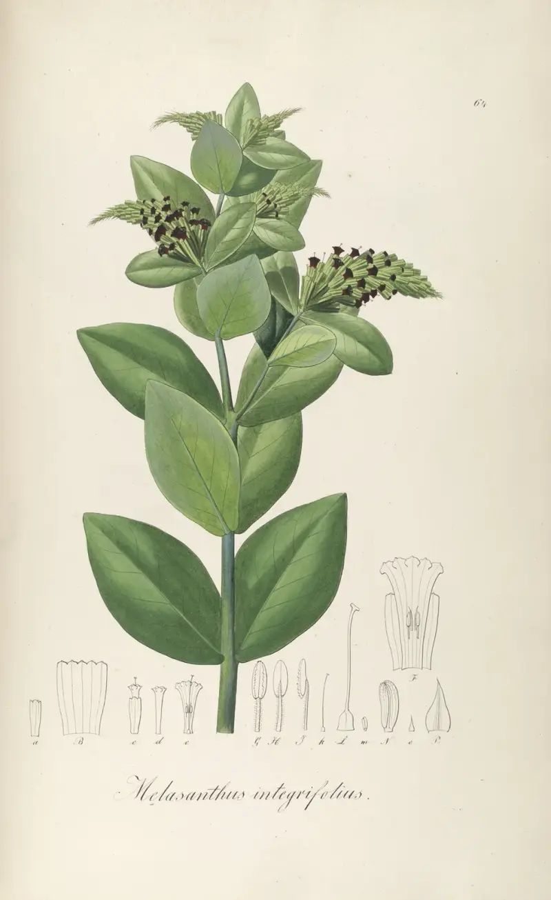 Melasanthus integrifolius, Johann Baptist Emanuel Pohl