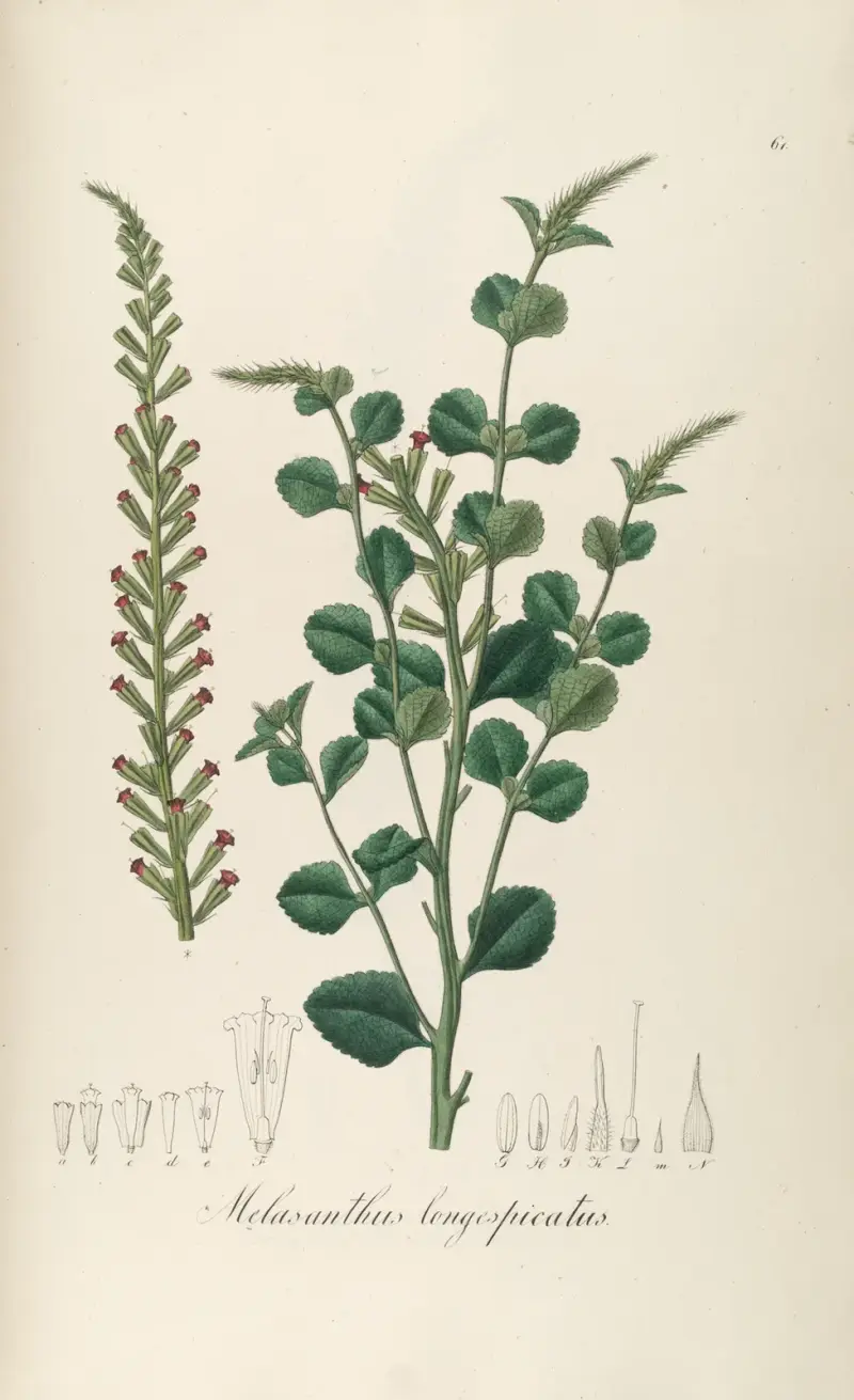 Melasanthus longespicatus, Johann Baptist Emanuel Pohl