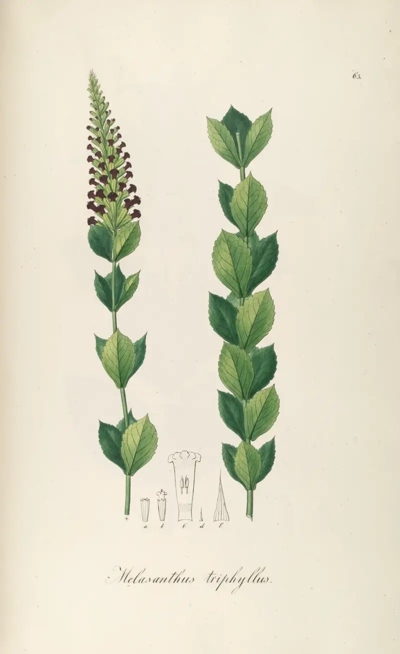 Melasanthus triphyllus av Johann Baptist Emanuel Pohl