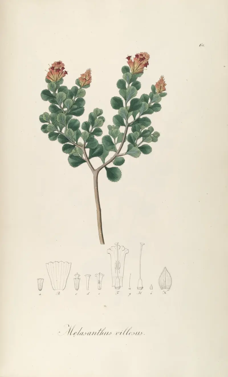 Melasanthus villosus, Johann Baptist Emanuel Pohl
