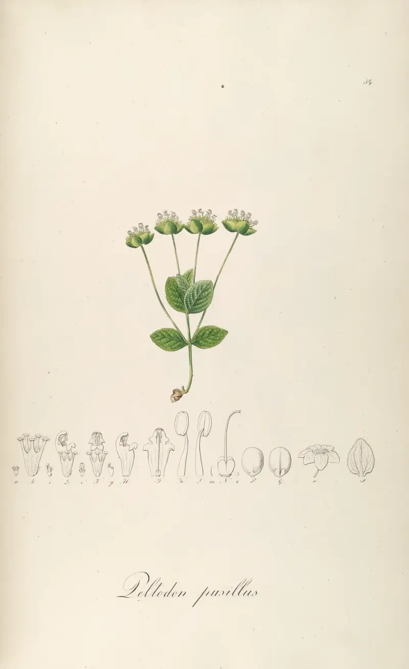 Peltodon pusillus av Johann Baptist Emanuel Pohl