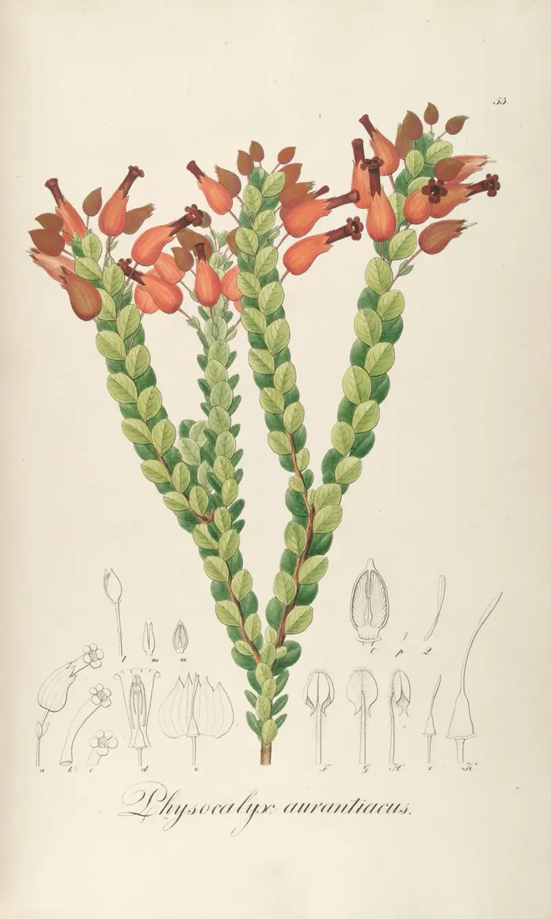 Physocalys aurantiacus, Johann Baptist Emanuel Pohl