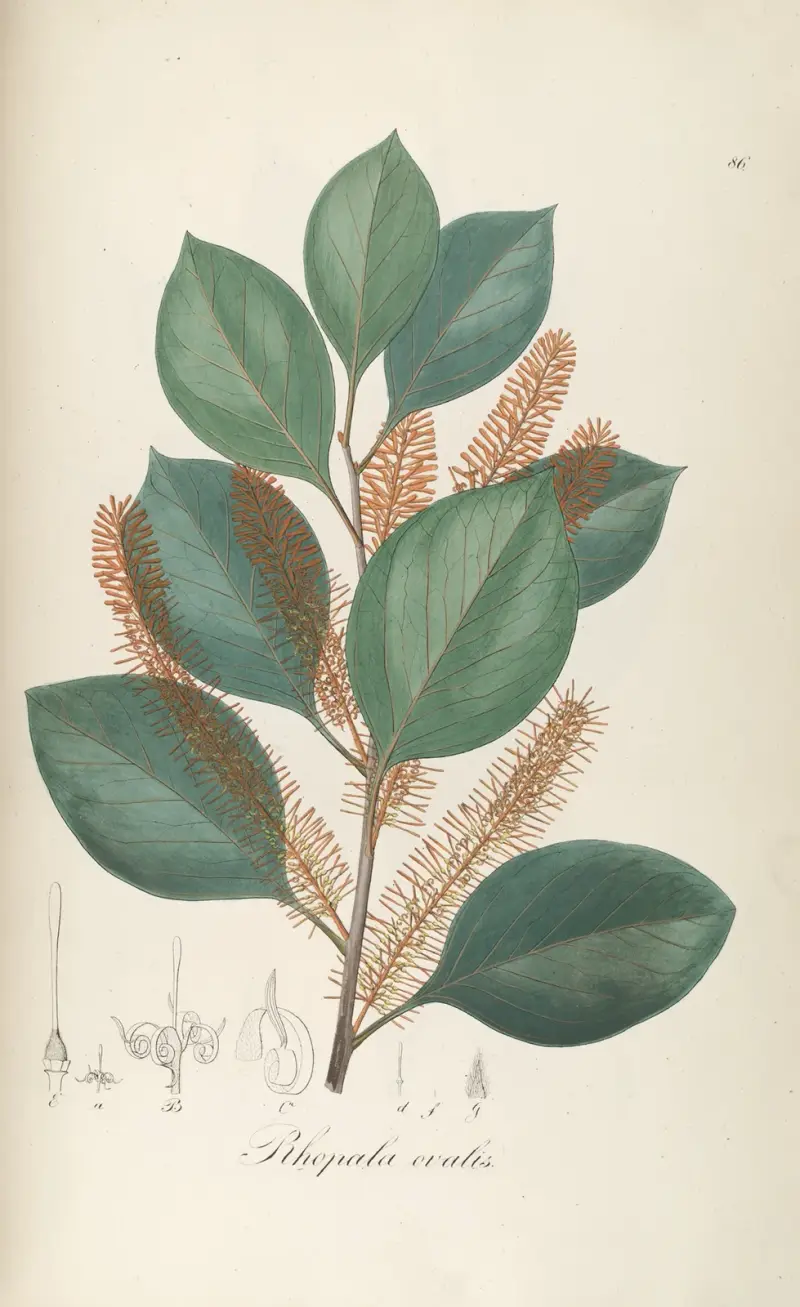 Roupala ovalis, Johann Baptist Emanuel Pohl
