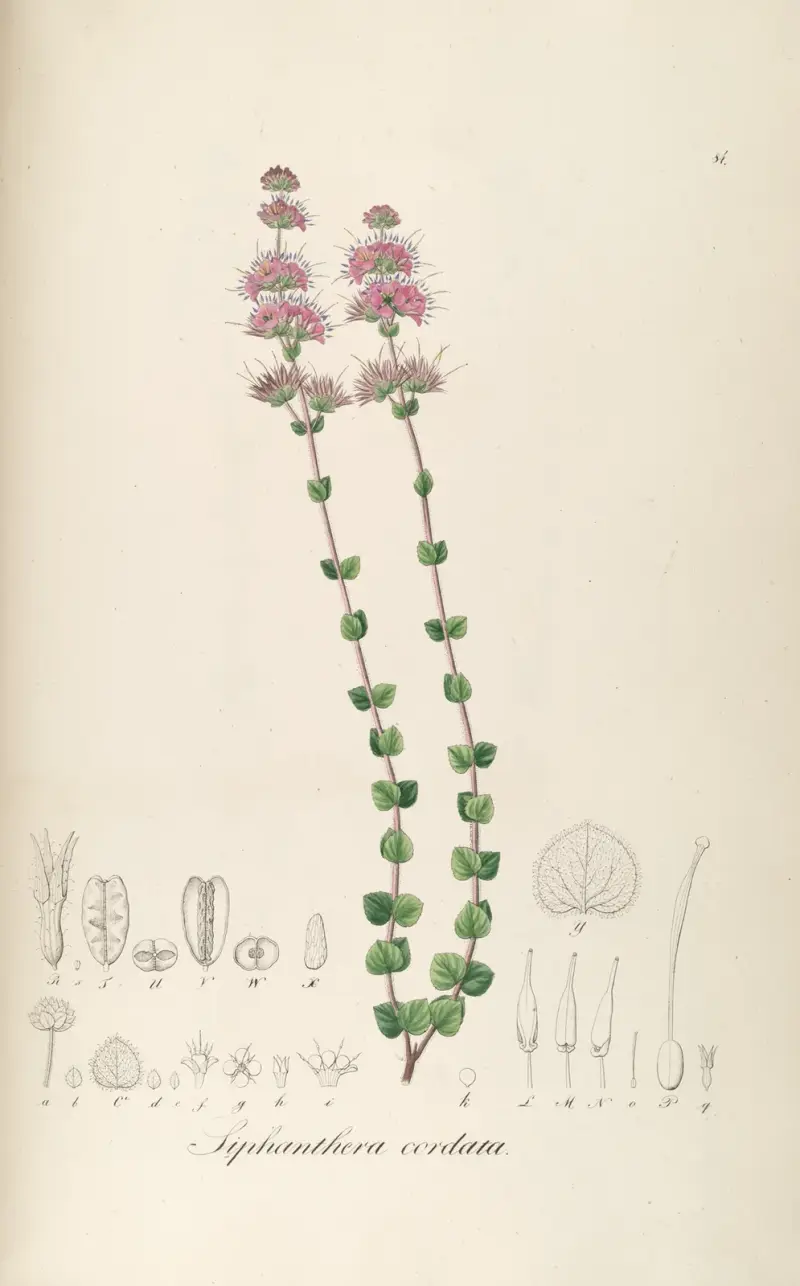 Siphanthera cordata av Johann Baptist Emanuel Pohl