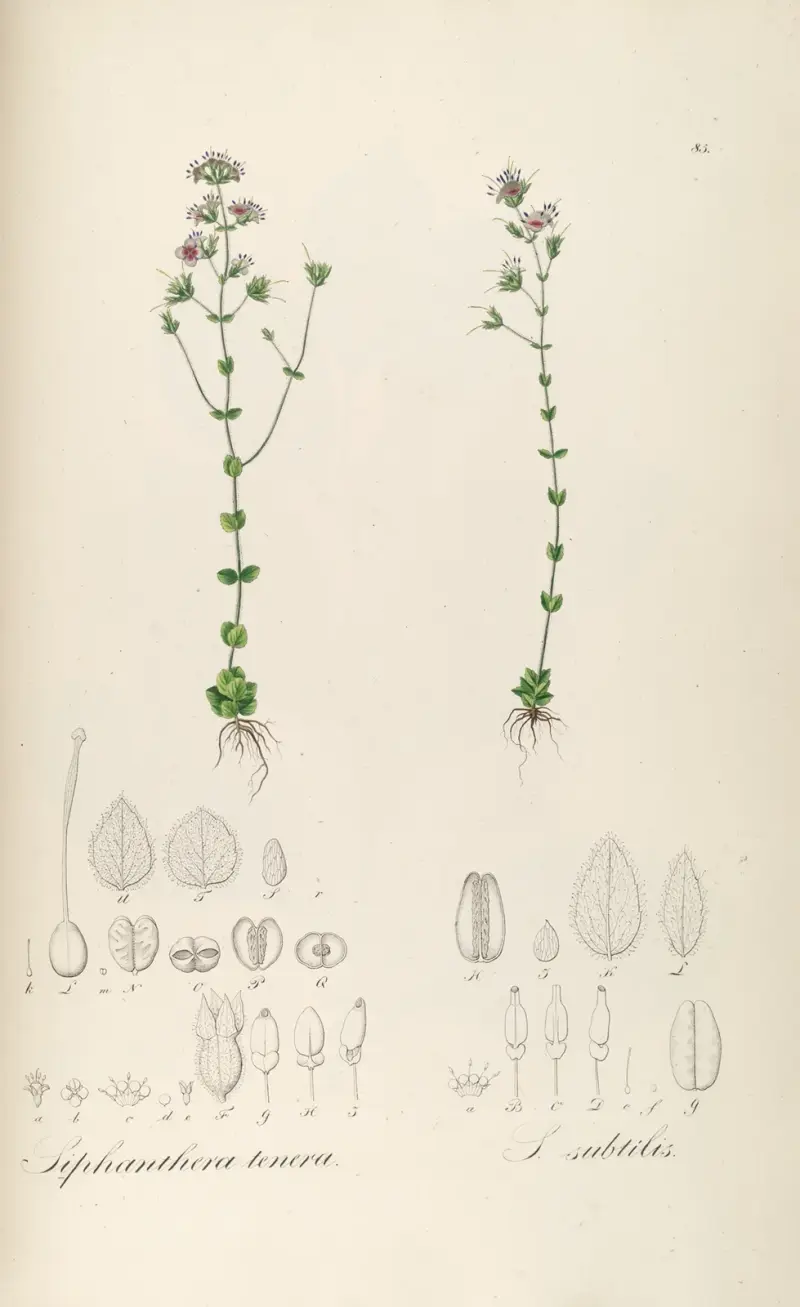Siphanthera tenera, Siphanthera subtilis von Johann Baptist Emanuel Pohl