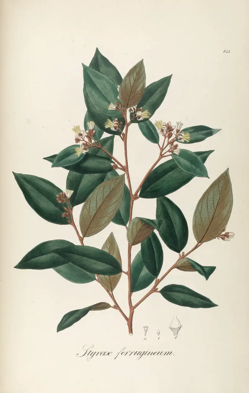 Styrax ferrugineus, Johann Baptist Emanuel Pohl