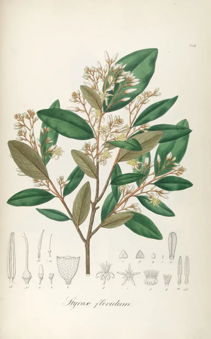 Styrax floridus, Johann Baptist Emanuel Pohl