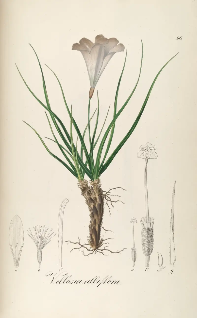 Vellozia albiflora av Johann Baptist Emanuel Pohl