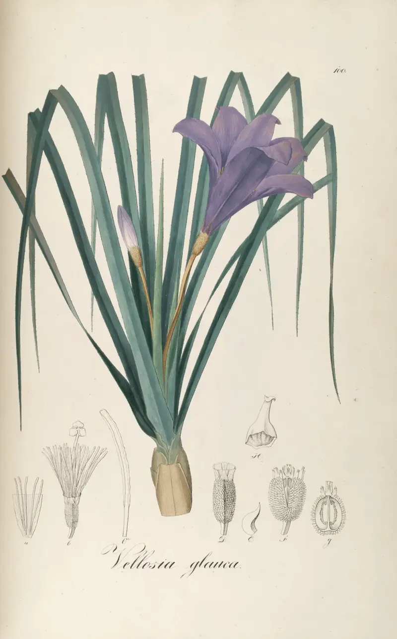 Vellozia glauca av Johann Baptist Emanuel Pohl