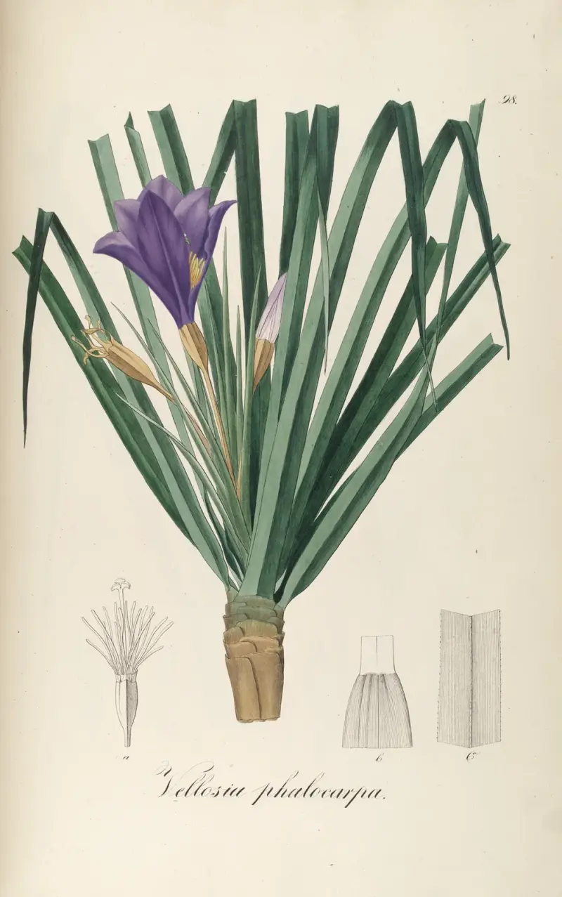 Vellozia phalocarpa, Johann Baptist Emanuel Pohl
