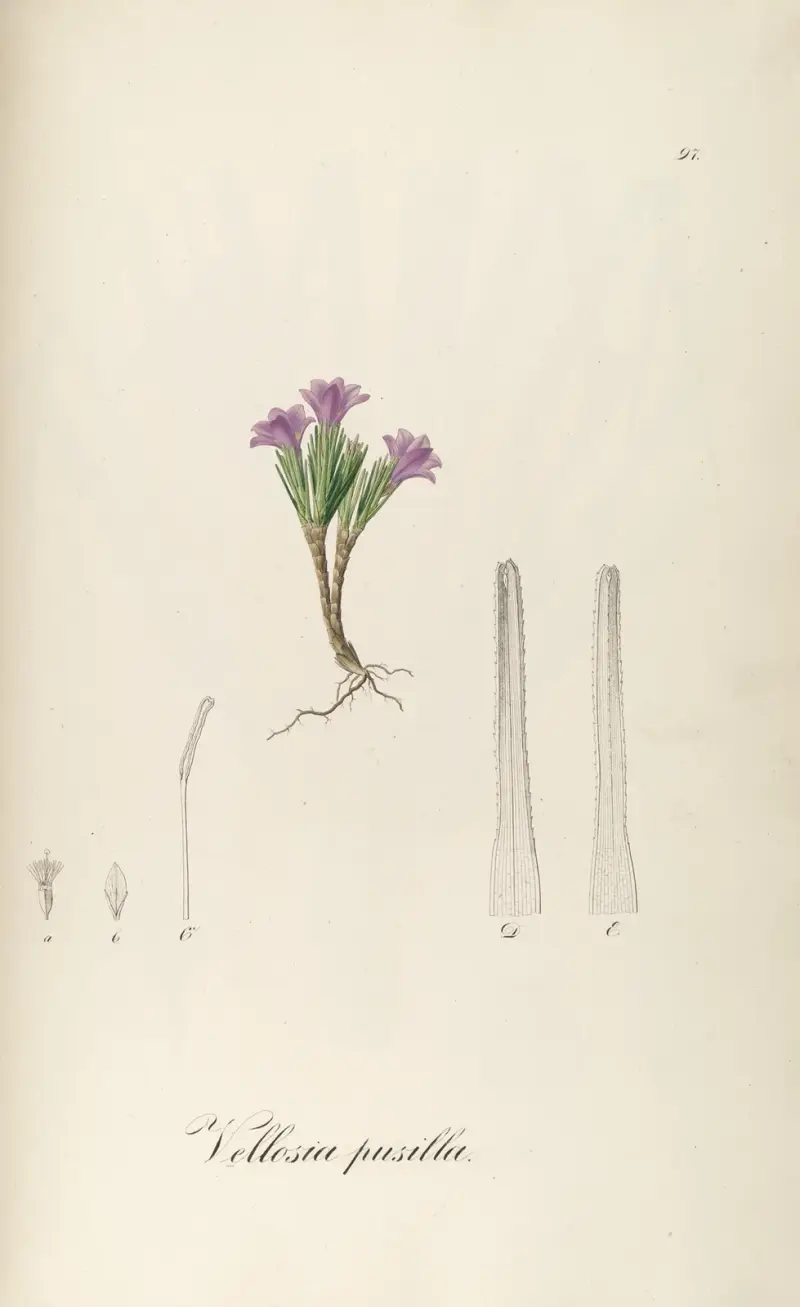 Vochysia pumila, 1827 – Nr. 2, Johann Baptist Emanuel Pohl