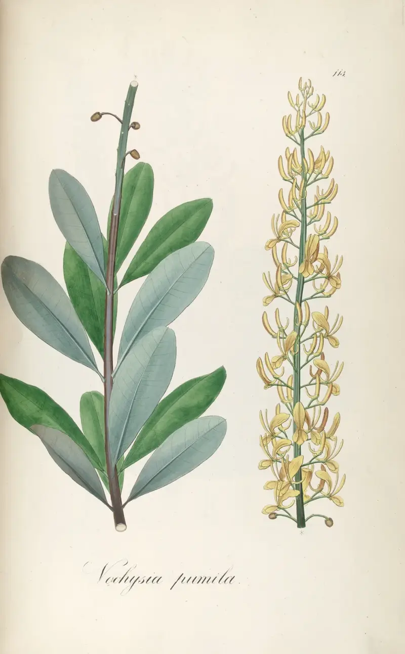 Vochysia pumila, 1827 – nr 1 av Johann Baptist Emanuel Pohl