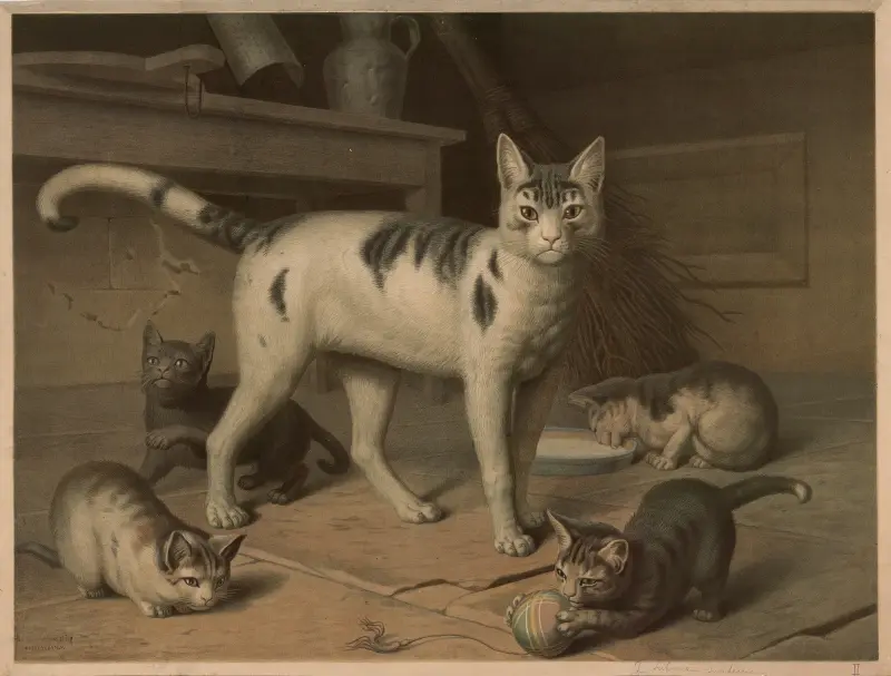 Cat av Emil Schmidt