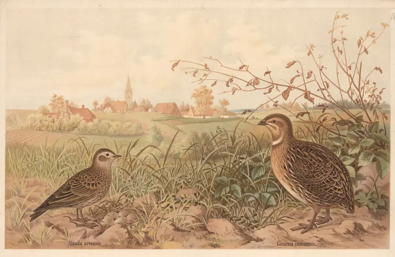 Common quail (Coturnix communis) av Emil Schmidt