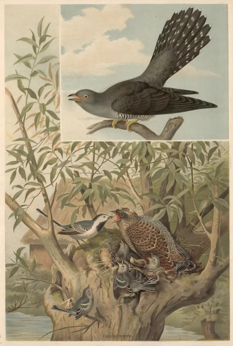 Cuckoo av Emil Schmidt