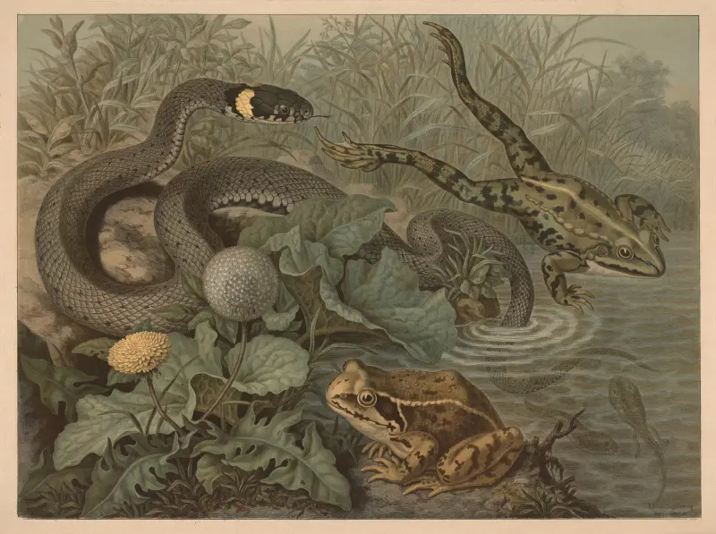 Frog and rattlesnake av Emil Schmidt