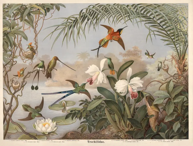 Kolibri, Emil Schmidt