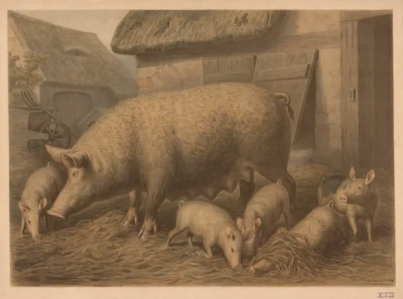 Pig av Emil Schmidt