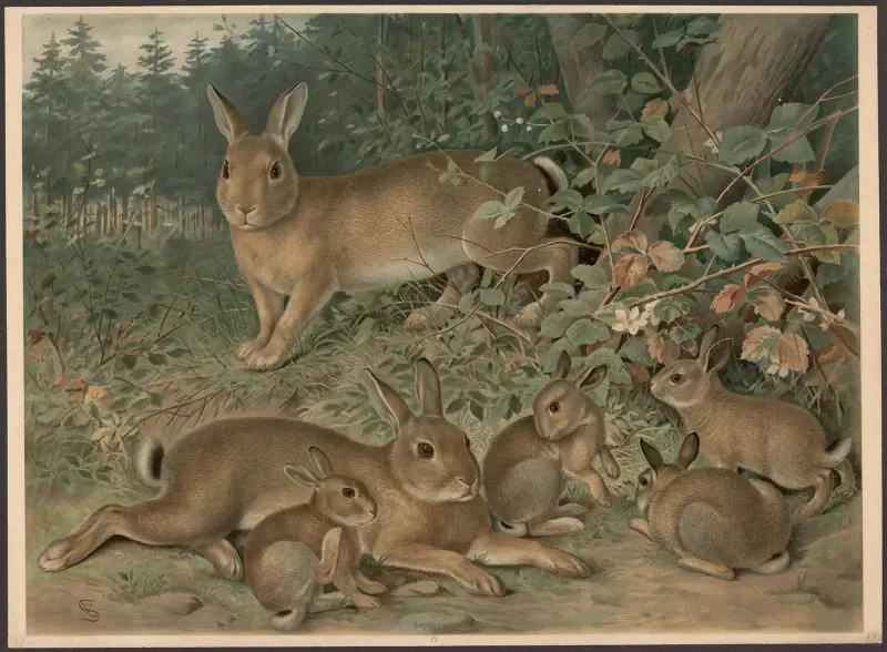 Kaninchen von Emil Schmidt
