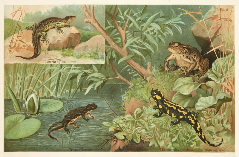 Salamander, lizard, toad av Emil Schmidt