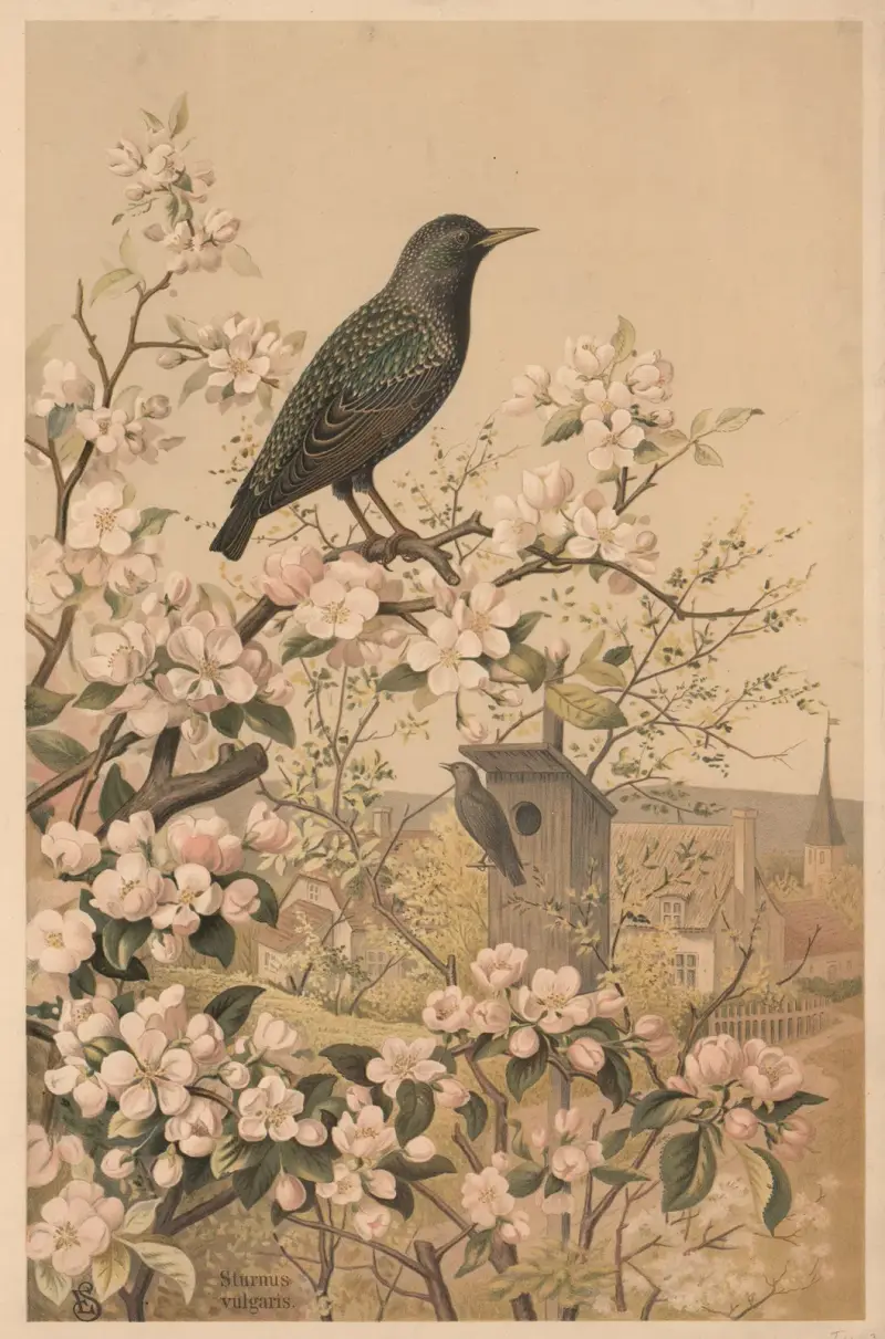 Starling av Emil Schmidt