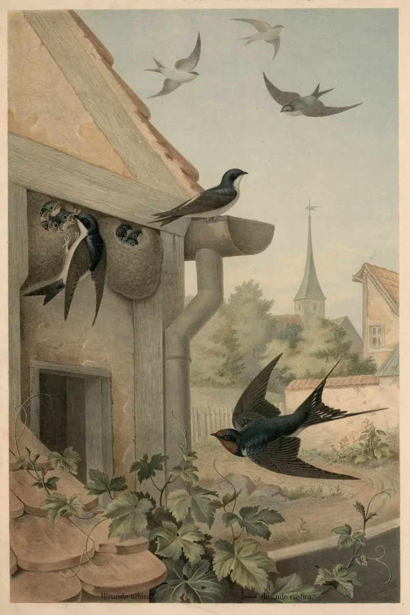 Swallows av Emil Schmidt
