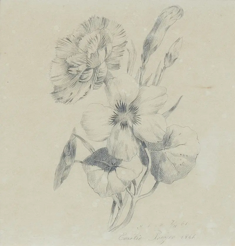 Nejlikblommor och knoppar av Emilie Preyer