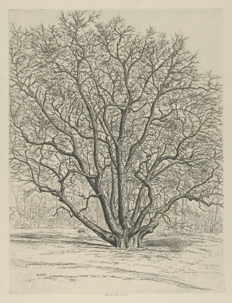 Giant Sycamore av Ernest Haskell