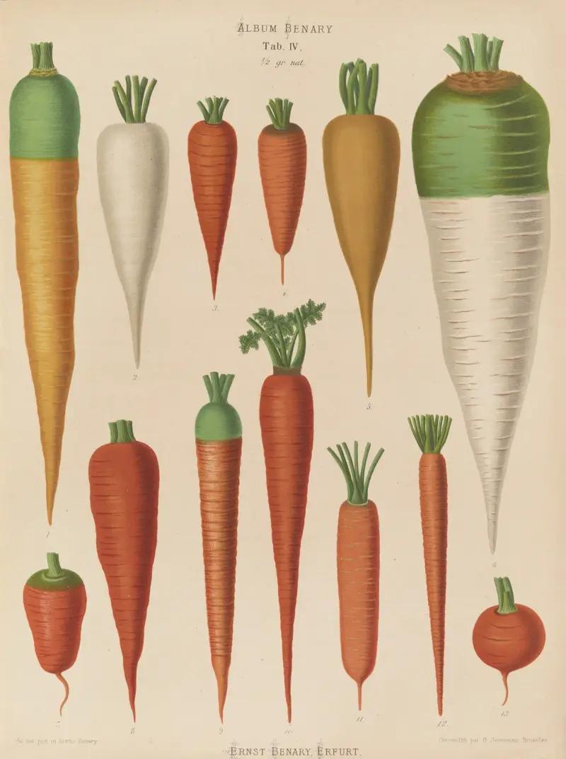 Marchew, Ernst Benary