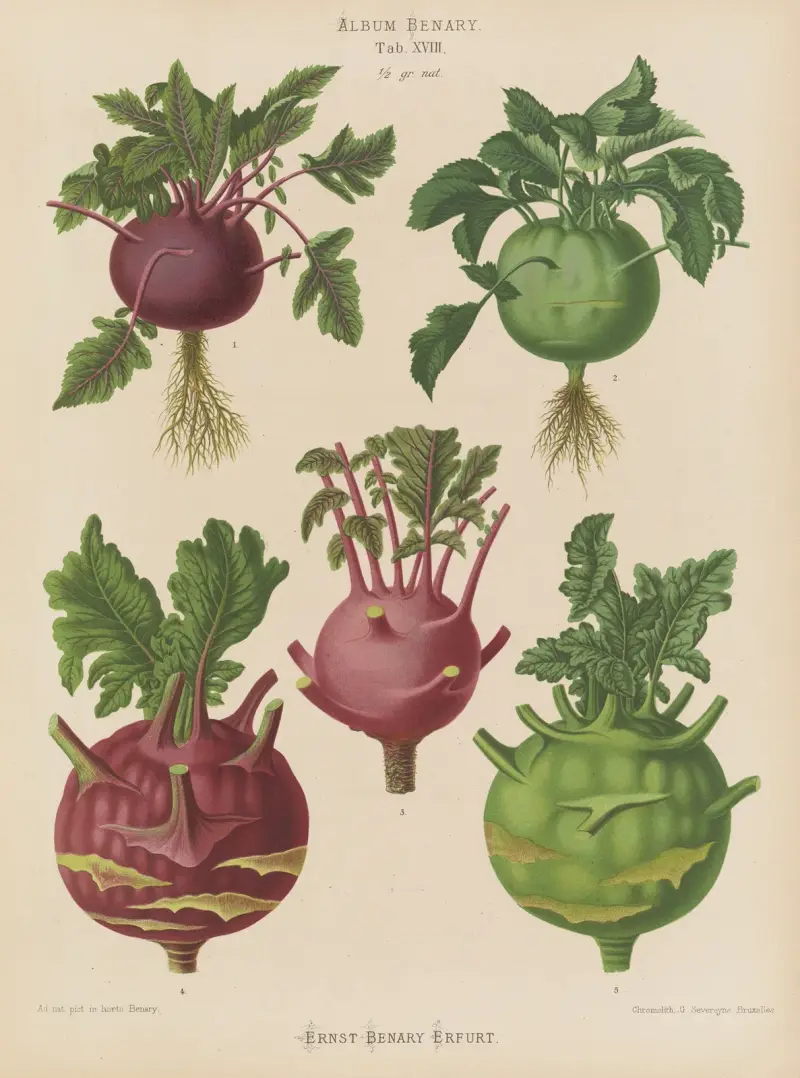 Kohlrabi oder Rübenkohl von Ernst Benary