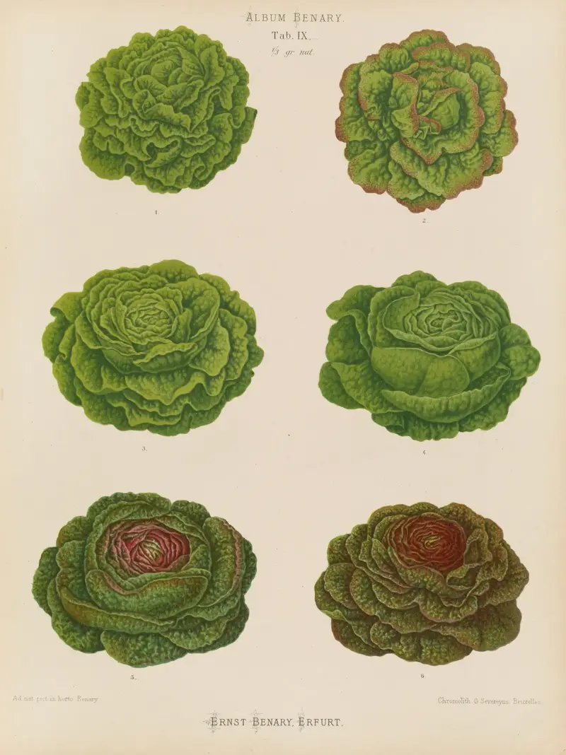 Saláty – odrůdy zelí, 1876 – Nr. 1, Ernst Benary