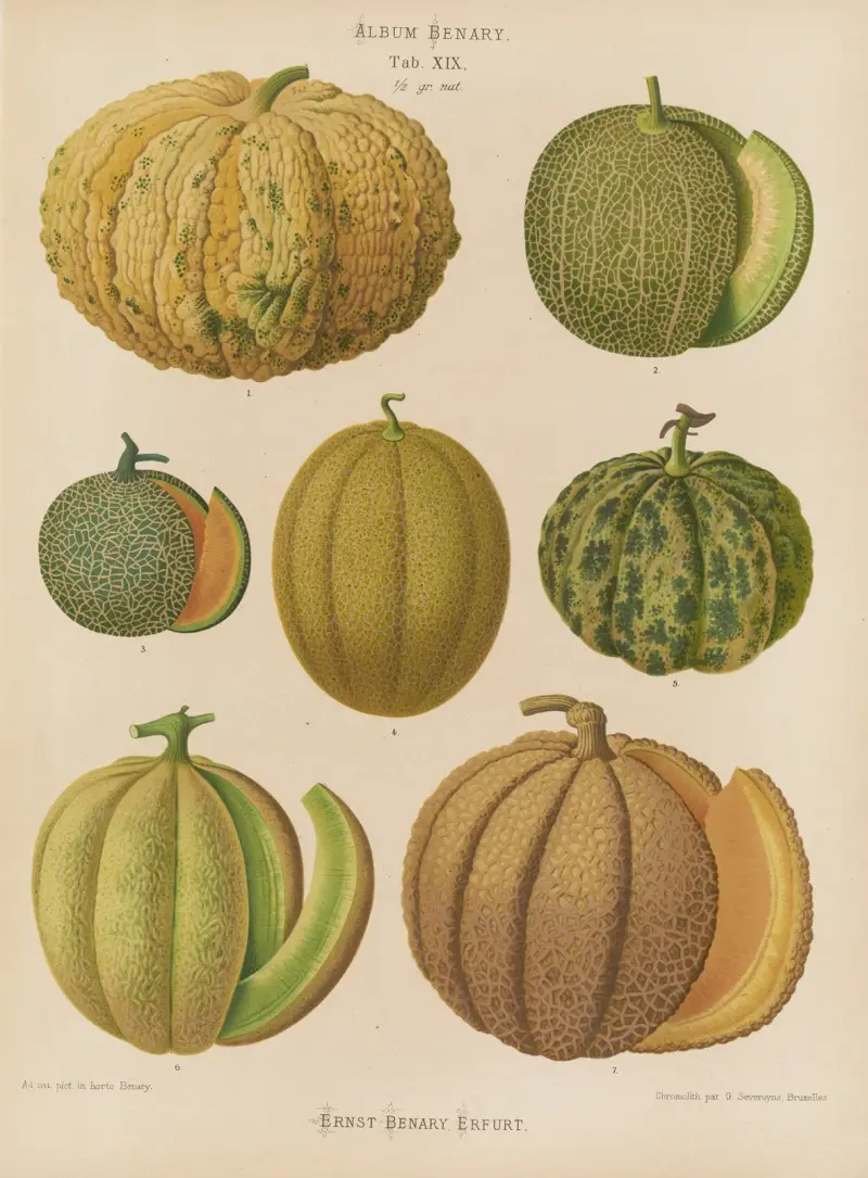 Melony, Ernst Benary