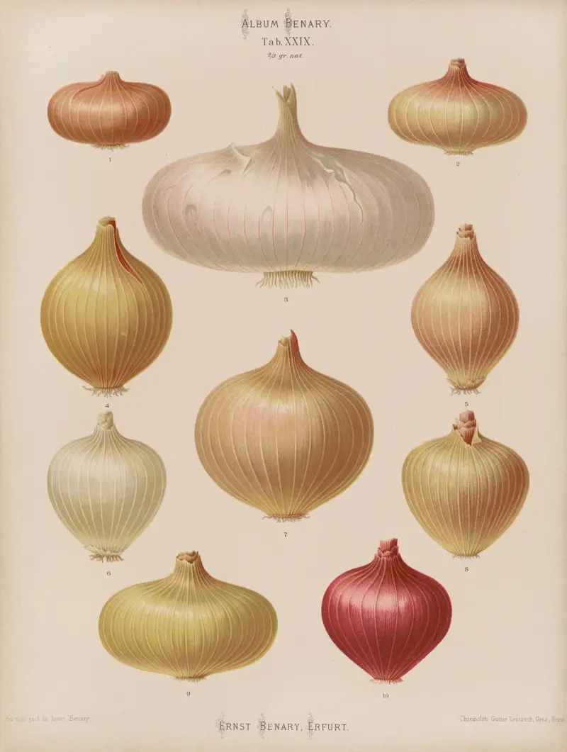 Cibule, 1876 – Nr. 2, Ernst Benary