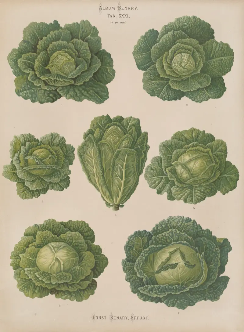 Savoyerkohl, 1876 – Nr. 2 von Ernst Benary