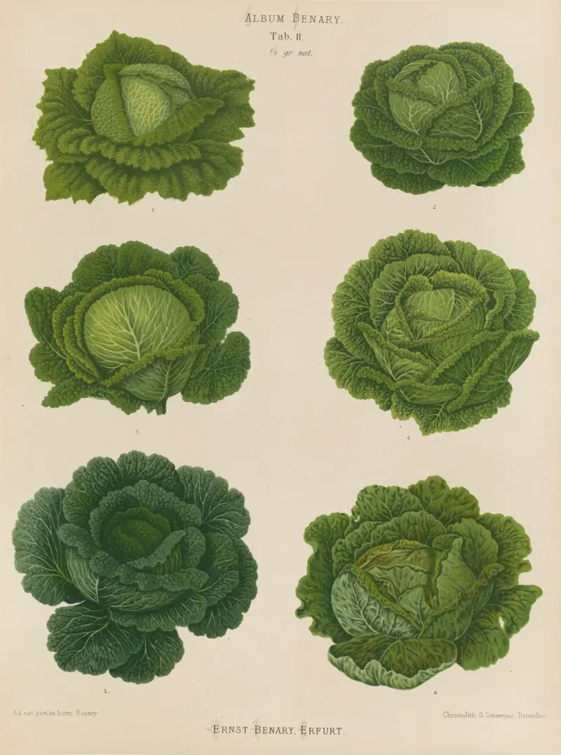 Kapusta włoska, 1876 – Nr. 1, Ernst Benary