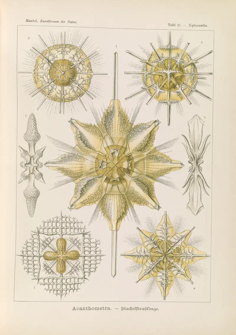 Acanthometra. – Stachelstrahlinge av Ernst Haeckel